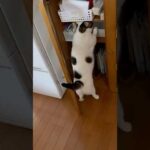 豆大福、箱に食われる(YouTube)