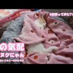 秋の気配 ヌクンクにゃん  泥の中からレスキューされたモグ  3匹揃ってまたTV出演かも・・・　　2025 10 11 2(YouTube)