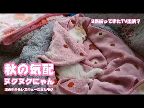 秋の気配 ヌクンクにゃん  泥の中からレスキューされたモグ  3匹揃ってまたTV出演かも・・・　　2025 10 11 2(YouTube)