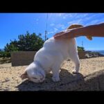 防波堤の上の猫を撫でたらゴロゴロ転がって甘えまくり！かわいすぎた💕(YouTube)