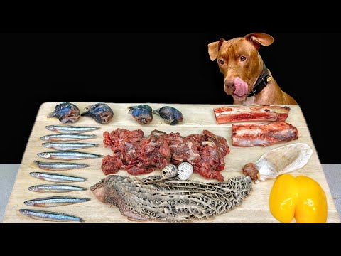 ここでしか聞けない咀嚼音!!ピットブルが豪快に骨付き肉を噛み砕くASMR(YouTube)