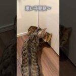 困っている相方を売る非情な猫　#ベンガル #ルトロゼ #cat(YouTube)