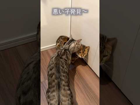 困っている相方を売る非情な猫　#ベンガル #ルトロゼ #cat(YouTube)