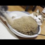 お母さんの思いついた企画に文句も言わずに付き合ってくれる猫(YouTube)