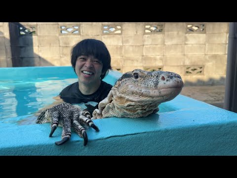 オオトカゲと一緒に泳ぎたい少年の夢を叶えたい・・！(YouTube)