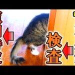 【緊急報告】ボス吉過呼吸問題の原因を特定しました！(YouTube)