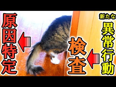 【緊急報告】ボス吉過呼吸問題の原因を特定しました！(YouTube)