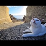 夕暮れの海辺で始まる“猫の集会”に参加してきた🐱🌅(YouTube)