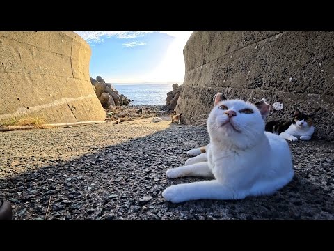 夕暮れの海辺で始まる“猫の集会”に参加してきた🐱🌅(YouTube)