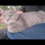 丸々と太ったトトロ猫ちゃんをひざにのせて休憩してもらう(YouTube)