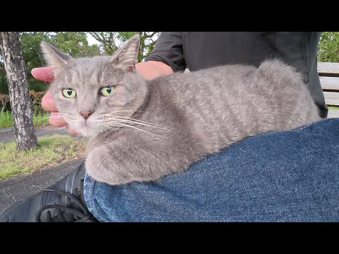 丸々と太ったトトロ猫ちゃんをひざにのせて休憩してもらう(YouTube)