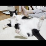 お母さんが見かけたひまわりのお母さんに起こされてばっかりの一日(YouTube)