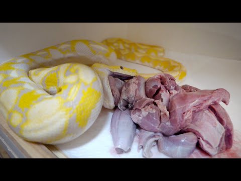4mの大蛇に○○の肉を食べさせる(YouTube)