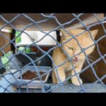 猫食堂でごはん中だった猫ちゃん、食べるのやめてモフられに出てきた💖🐾(YouTube)