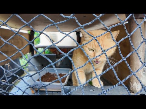 猫食堂でごはん中だった猫ちゃん、食べるのやめてモフられに出てきた💖🐾(YouTube)