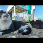 船着き場でぐっすり寝てた猫にちゅーるあげたら幸せそうな顔してて癒やされた🐱⛵💕(YouTube)