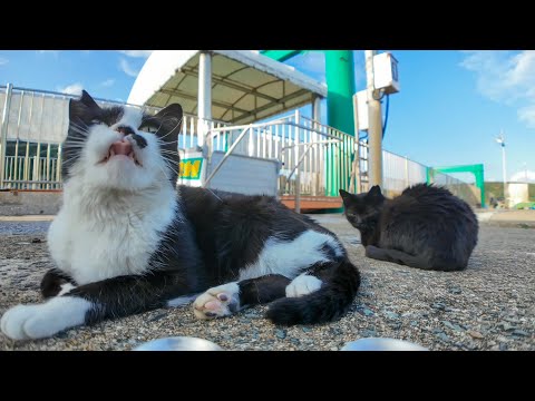 船着き場でぐっすり寝てた猫にちゅーるあげたら幸せそうな顔してて癒やされた🐱⛵💕(YouTube)