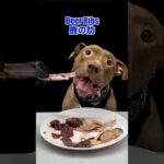 今日もボリボリ骨を噛み砕くピットブル(YouTube)