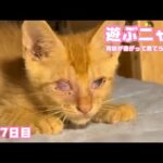 遊んでニャン！  両目が塞がって棄てられたルル  保護7日目　　2025 10 22 2(YouTube)