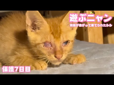遊んでニャン！  両目が塞がって棄てられたルル  保護7日目　　2025 10 22 2(YouTube)