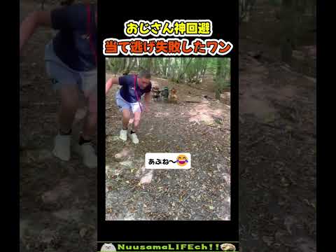 呼吸を合わせて当たりに来る犬😂【犬】#犬 #dog(YouTube)