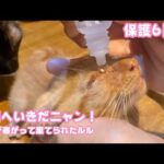目薬なんかヘッチャラだニャン！  両目が塞がって棄てられたルル  保護6日目  2025 10 21 2(YouTube)
