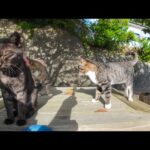 入場無料の野外猫カフェ🐾お出かけ中の猫スタッフが急いで戻ってきて席に着いた可愛い瞬間☕🐱(YouTube)