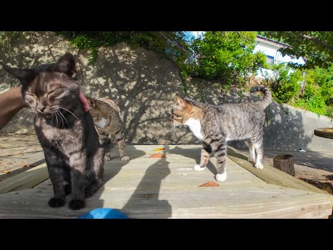 入場無料の野外猫カフェ🐾お出かけ中の猫スタッフが急いで戻ってきて席に着いた可愛い瞬間☕🐱(YouTube)