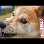 【犬の問題行動】ハードマウス（手ごとオヤツ食べる犬）改善方法(YouTube)