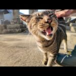 港町の神社に住む猫、甘えん坊すぎて参拝どころじゃない🐱⛩️💕(YouTube)