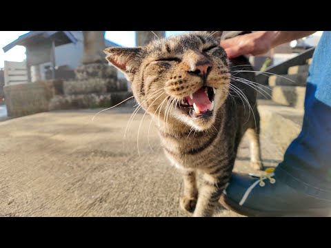 港町の神社に住む猫、甘えん坊すぎて参拝どころじゃない🐱⛩️💕(YouTube)