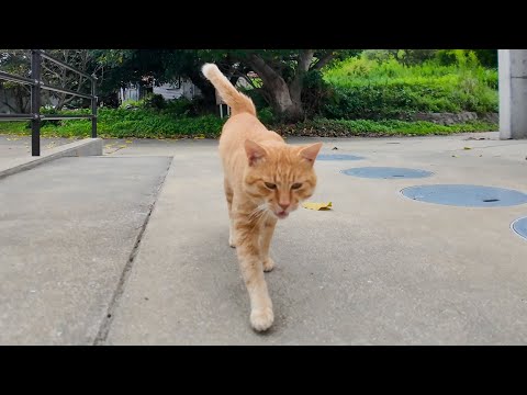 人を見つけると即スリスリ♡人懐っこすぎる猫島の猫(YouTube)
