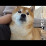 不可解な事件が発生！柴犬ハチと核心に迫る。(YouTube)