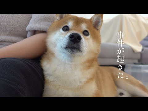 不可解な事件が発生！柴犬ハチと核心に迫る。(YouTube)