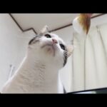ジャンクフード好きが肥満の原因かもしれない猫(YouTube)