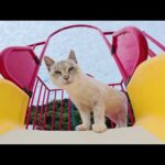 シャム猫ちゃんにすべり台の遊び方を教えてみたら…(YouTube)