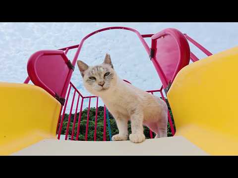 シャム猫ちゃんにすべり台の遊び方を教えてみたら…(YouTube)