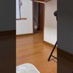 レアキャラ来た！(YouTube)