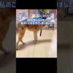 急速に進行した老い…もう私を守ってくれないの？ #老犬(YouTube)