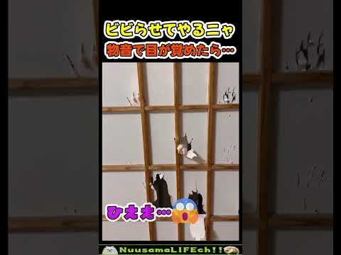 障子、張り替えたばかりなのに…【ネコ】#猫 #cat(YouTube)