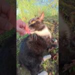 タキシード猫をモフろうとしたら指をザリザリと舐めてきた #猫 #ねこ #cat(YouTube)