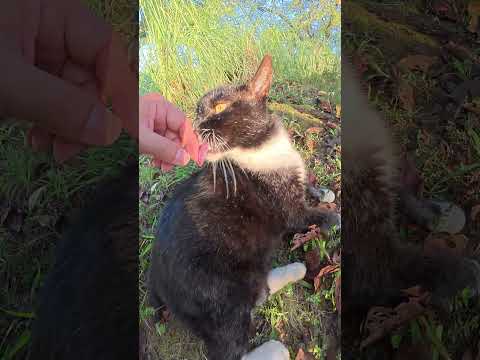 タキシード猫をモフろうとしたら指をザリザリと舐めてきた #猫 #ねこ #cat(YouTube)