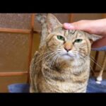 可愛く鳴くエンジェルボイスもぶぅぶぅ鳴きもすべて愛しい麦わら猫(YouTube)