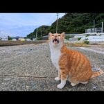 漁港の船置場に行くと茶トラ猫ちゃんがモフられに出てきた(YouTube)