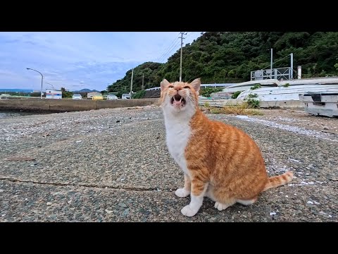 漁港の船置場に行くと茶トラ猫ちゃんがモフられに出てきた(YouTube)
