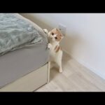 猫がベッドで爪研ぎするのを止めないので咳払いしたら反応が可愛すぎましたw(YouTube)