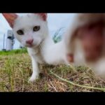 草むらで見かけた白猫ちゃんがかわいすぎた(YouTube)