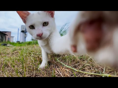 草むらで見かけた白猫ちゃんがかわいすぎた(YouTube)