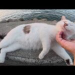 マロ猫ちゃんが夕日を浴びながらお腹の毛繕いをする(YouTube)