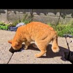 【今週のボツ動画 2025/10/4w】今週撮った未公開猫動画まとめて公開-unreleased video of this week(YouTube)